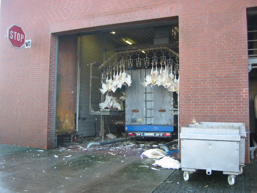 Industriebereich zur Verarbeitung von Geflügel mit Förderanlage und Transport der Tiere in einer Halle